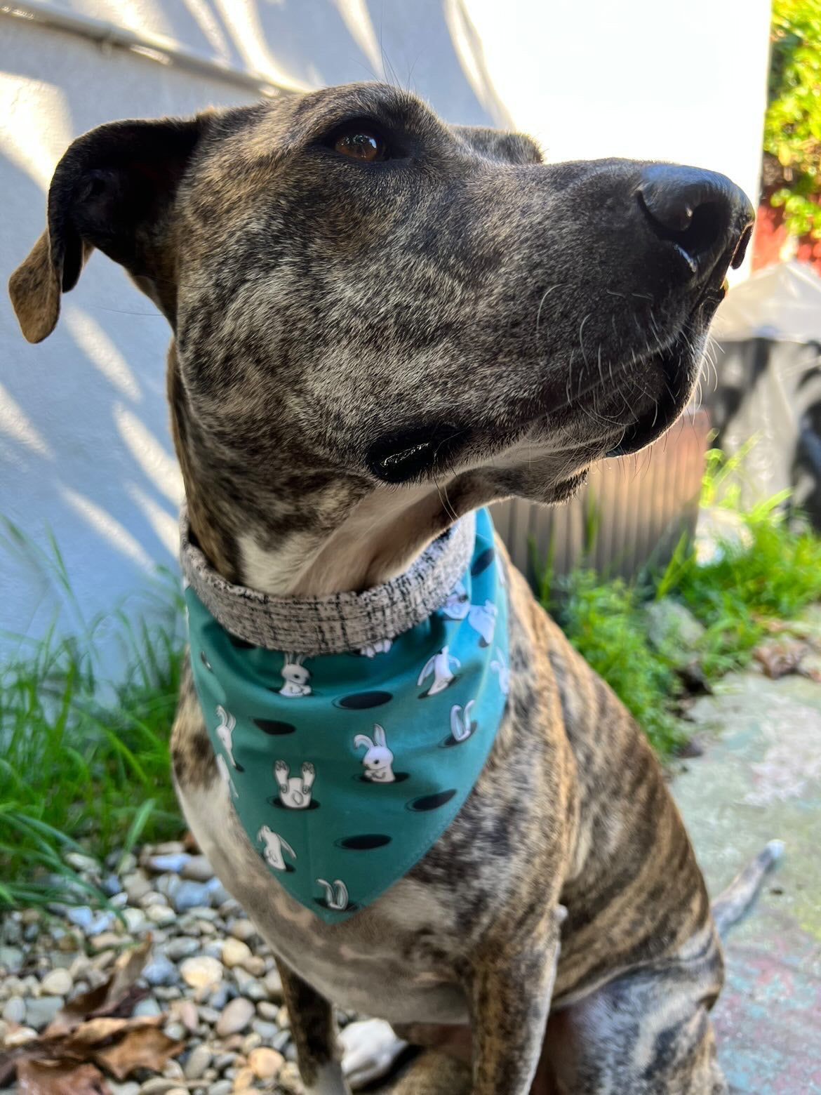 Down the Rabbit Hole Pet Bandana