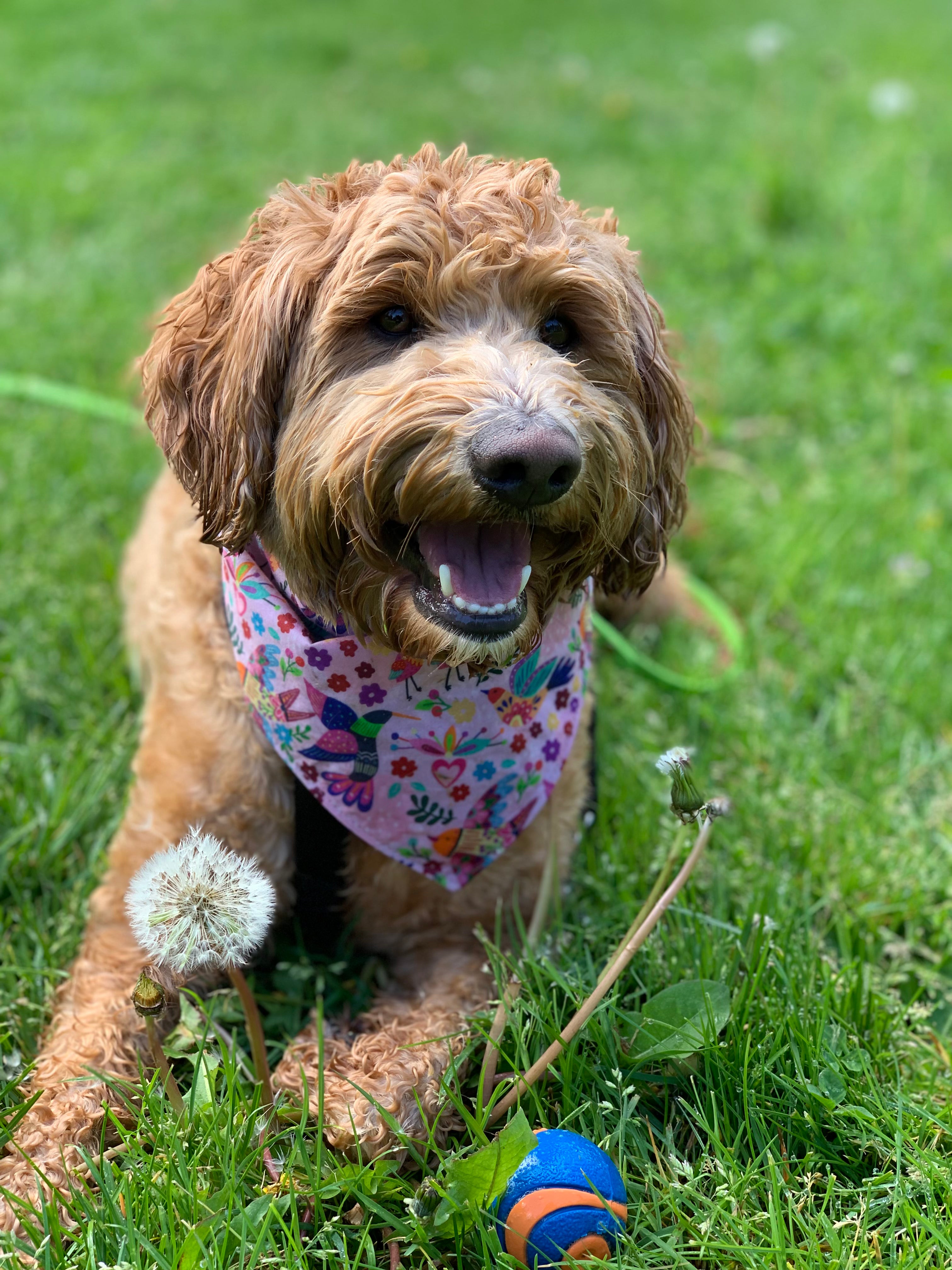 Viva Spring Pet Bandana