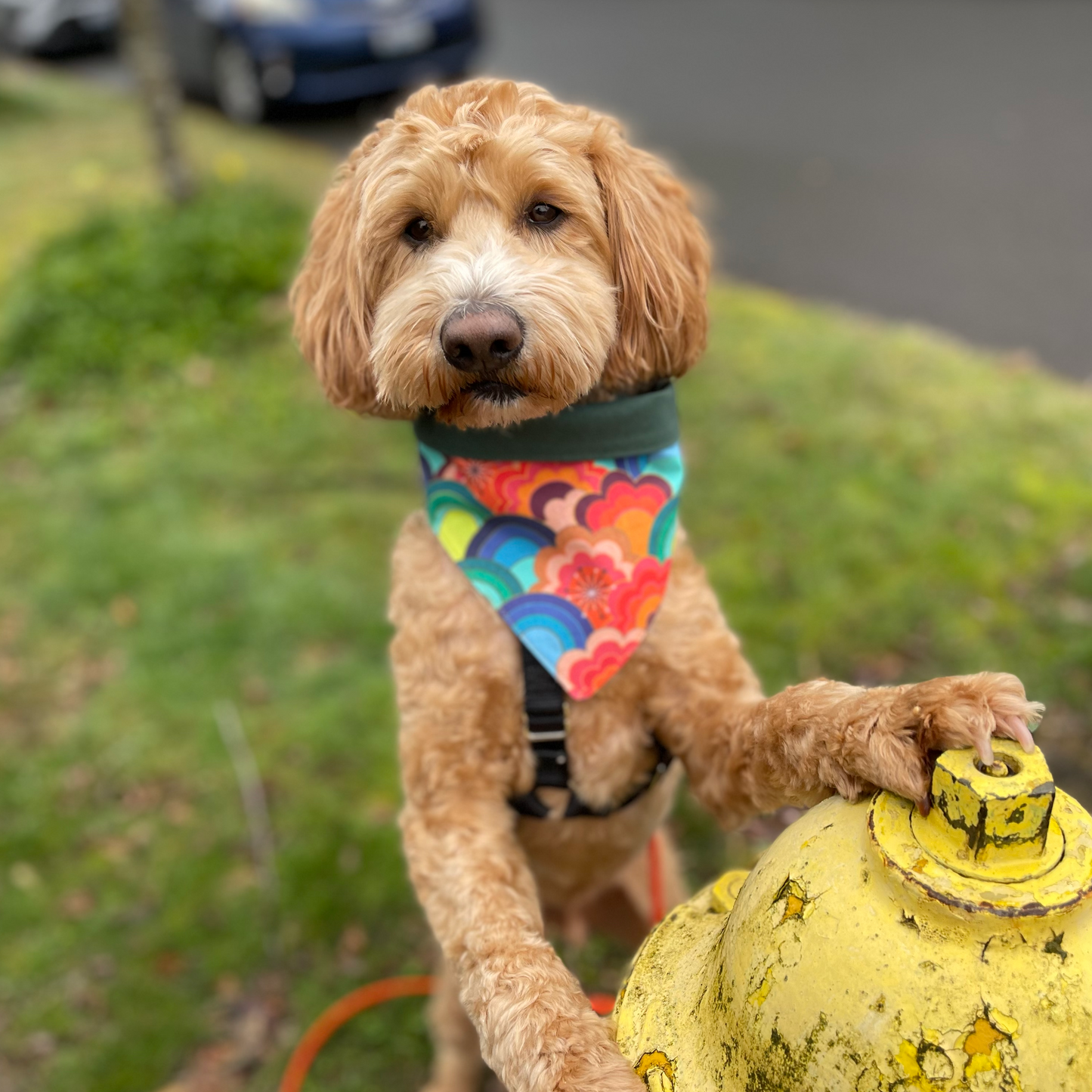 Chasing Evening Rainbows Pet Bandana