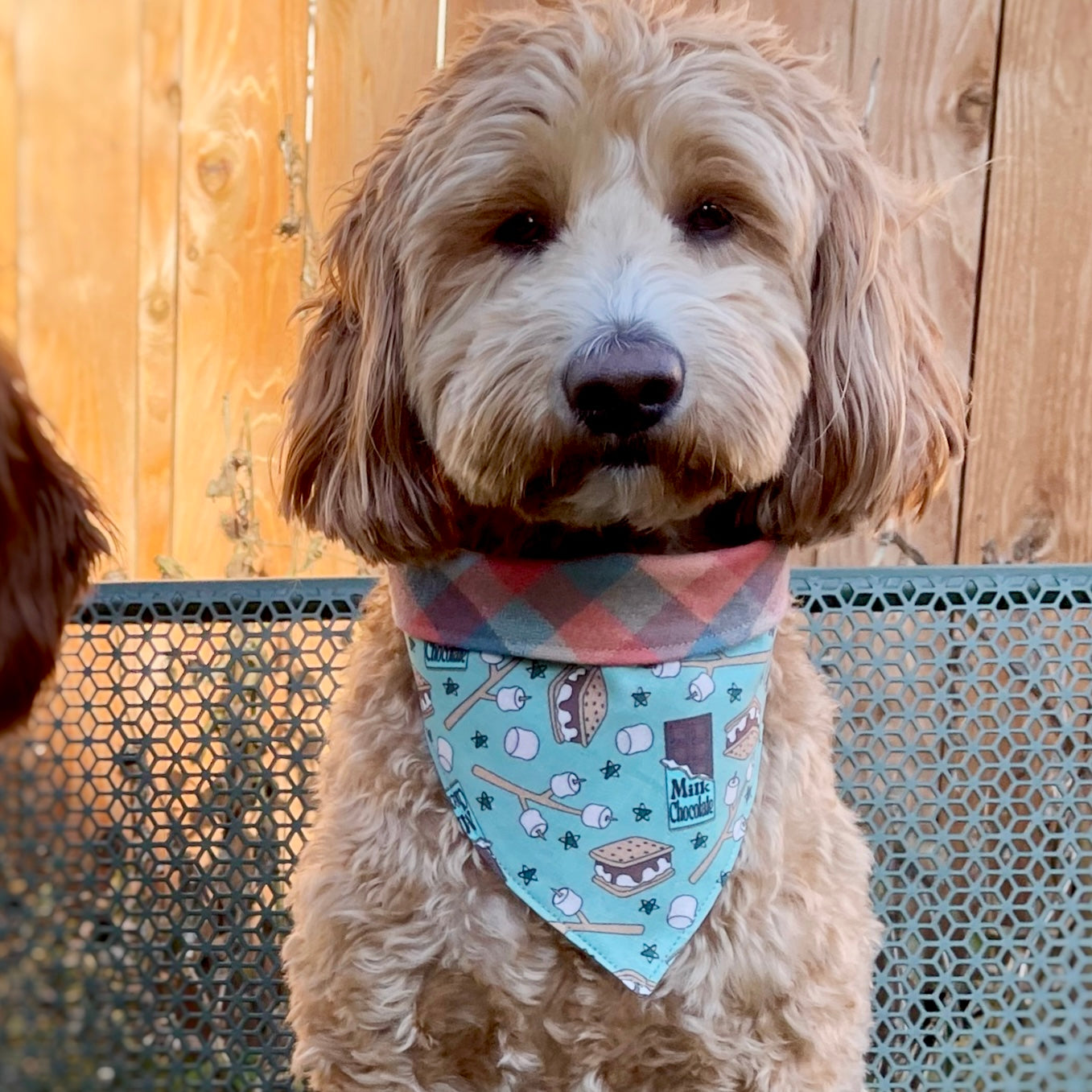 S'more fun with checkered Flannel Pet Bandana