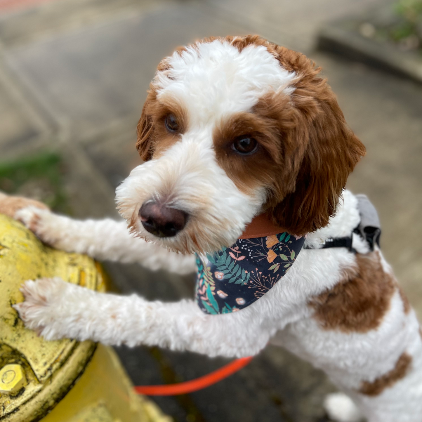 Fireflies Pet Bandana