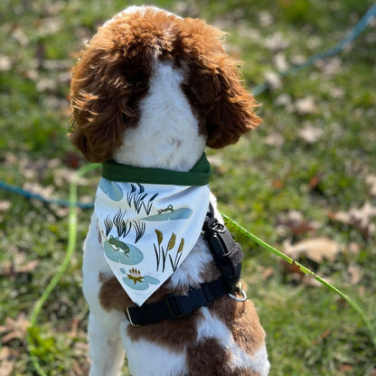 A Frog's Life Pet Bandana on Labradoodle  dog 