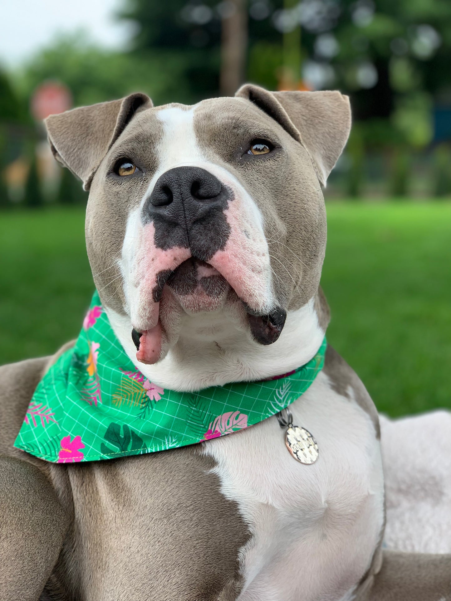 Tropic Like It's Hot Pet Bandana