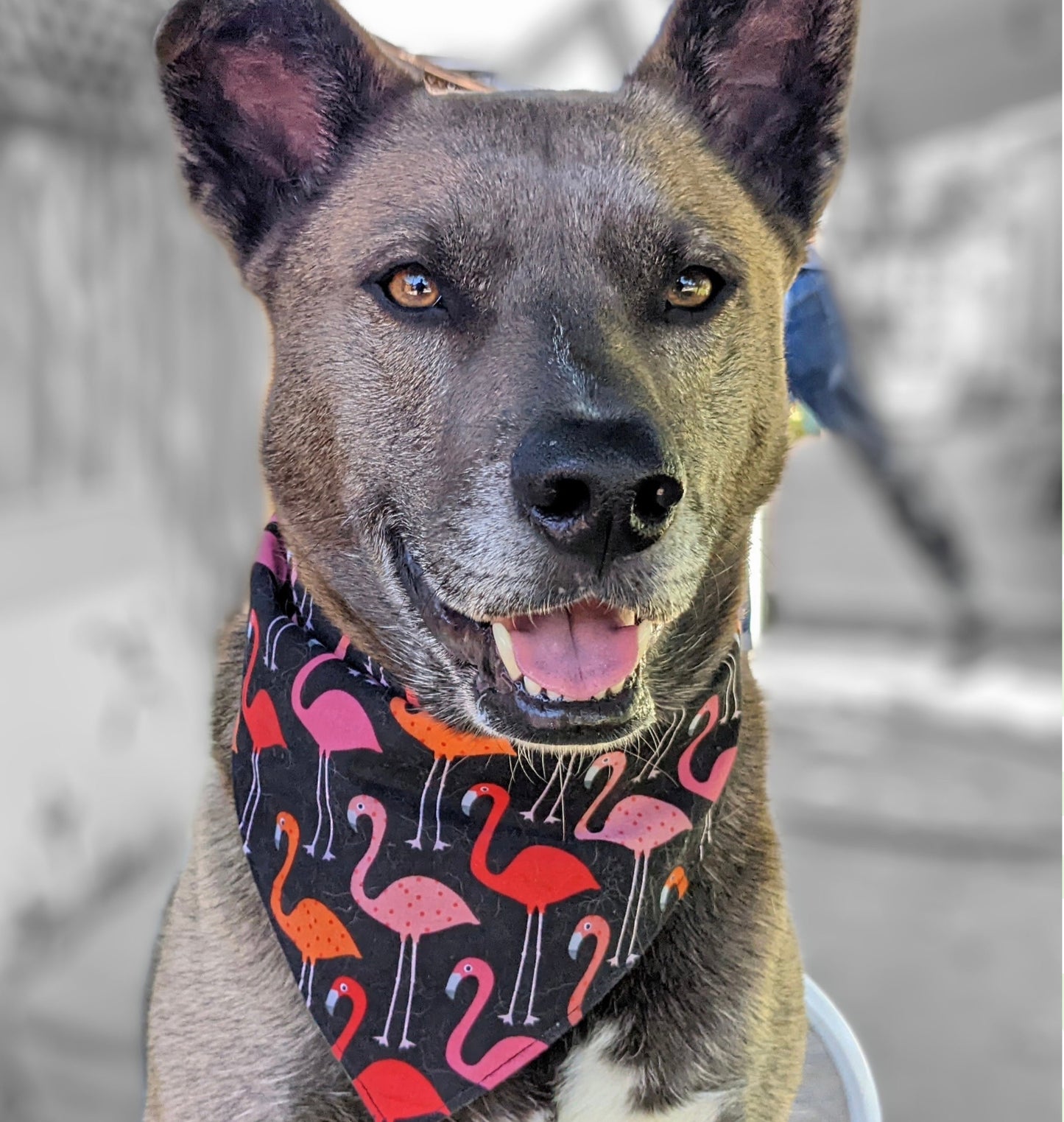 Tropic Like It's Hot Pet Bandana